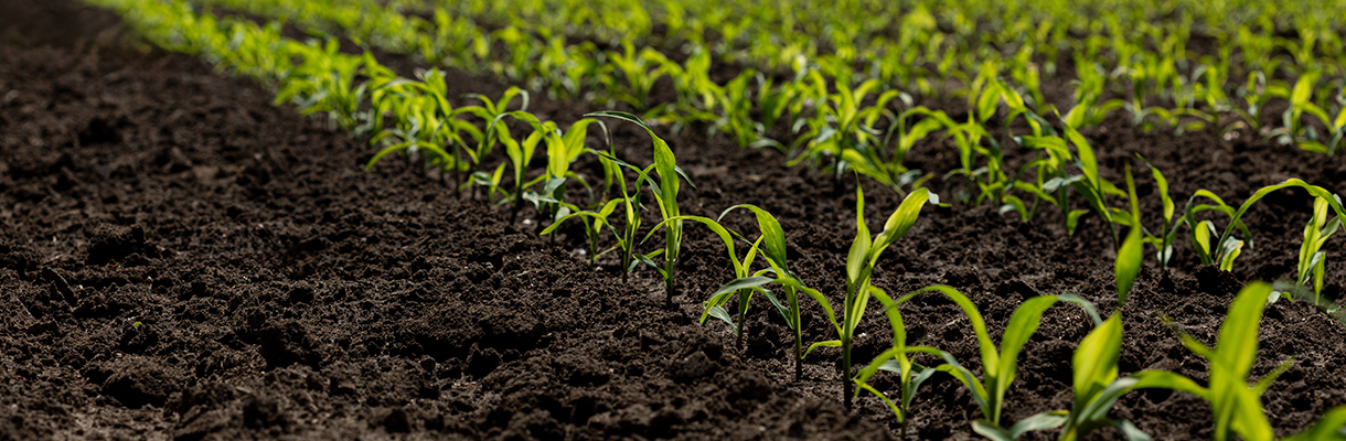 Що потрібно знати про гербіциди влітку